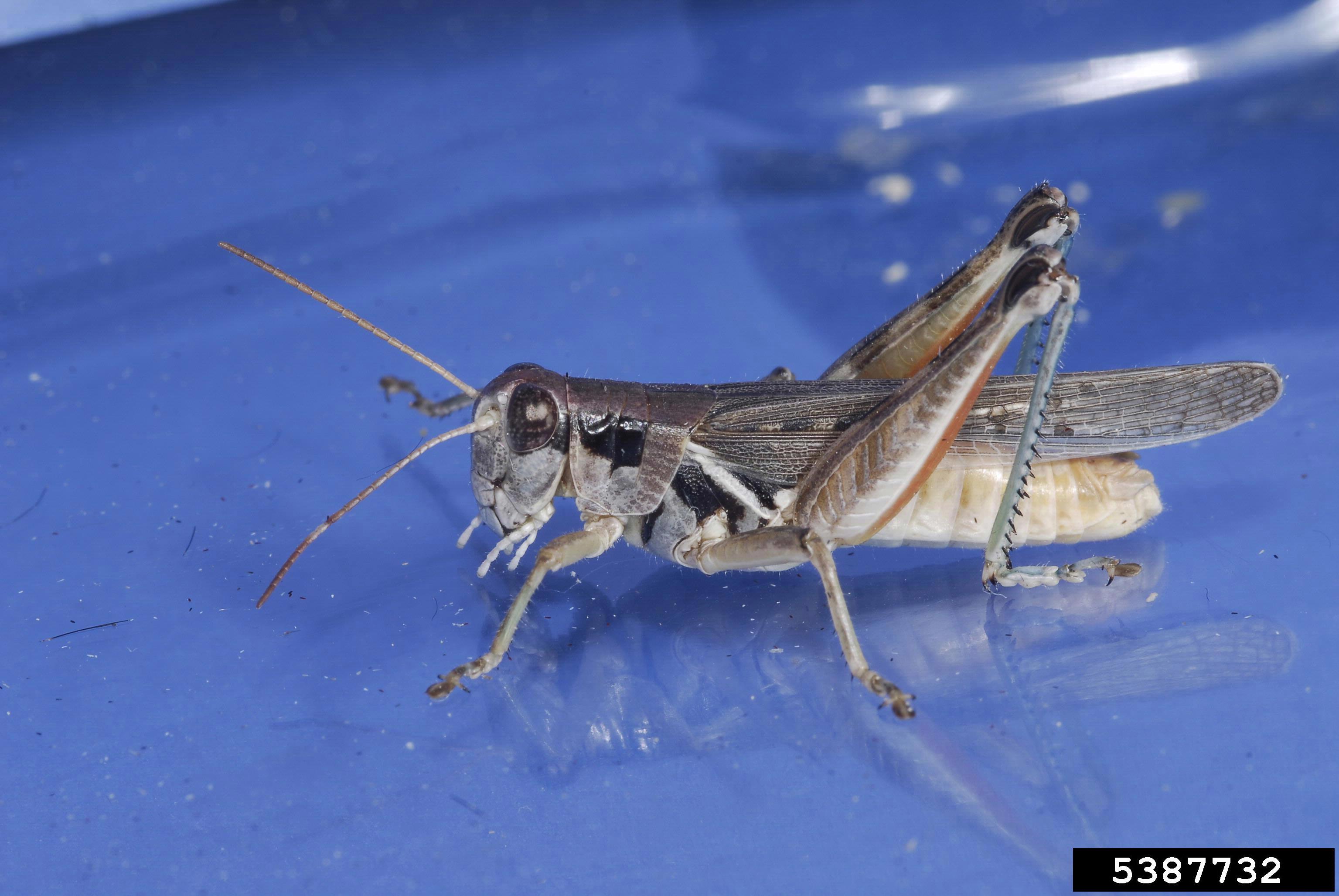 Migratory grasshopper